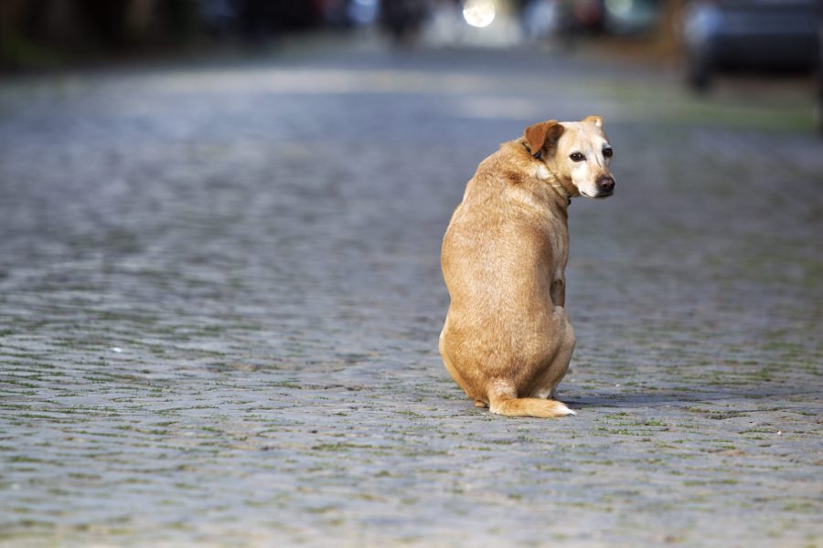 Cane bianco e marrone solo sulla strada